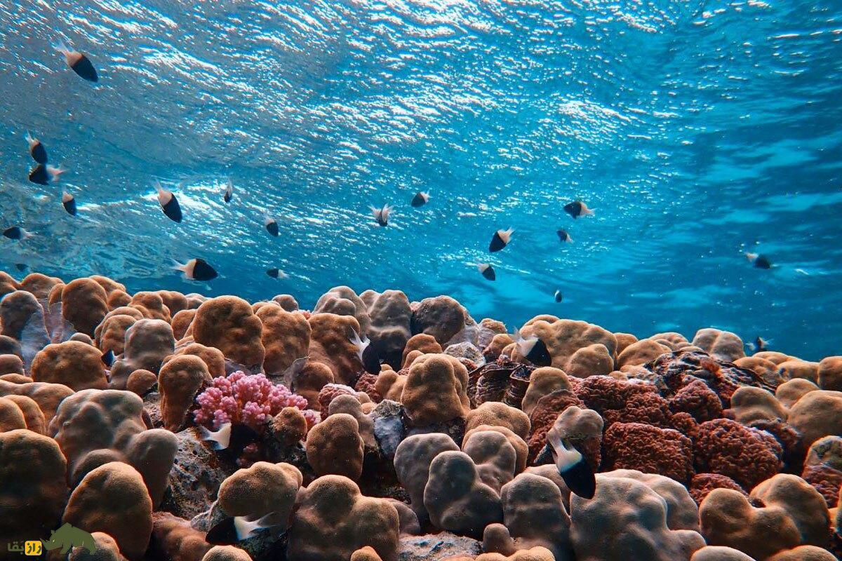 خبر خوب یک تیم اکتشافی بین‌المللی؛ کشف ذخیره عظیم و پنهان آب شیرین زیر بستر اقیانوس!