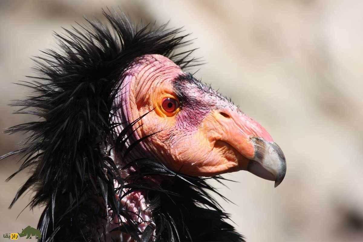 رخ‌کرکس کالیفرنیا؛ راز باورنکردنی بزرگ‌ترین پرنده آمریکا که در مرز انقراض است و حتی بدون نر هم بچه‌دار می‌شود!