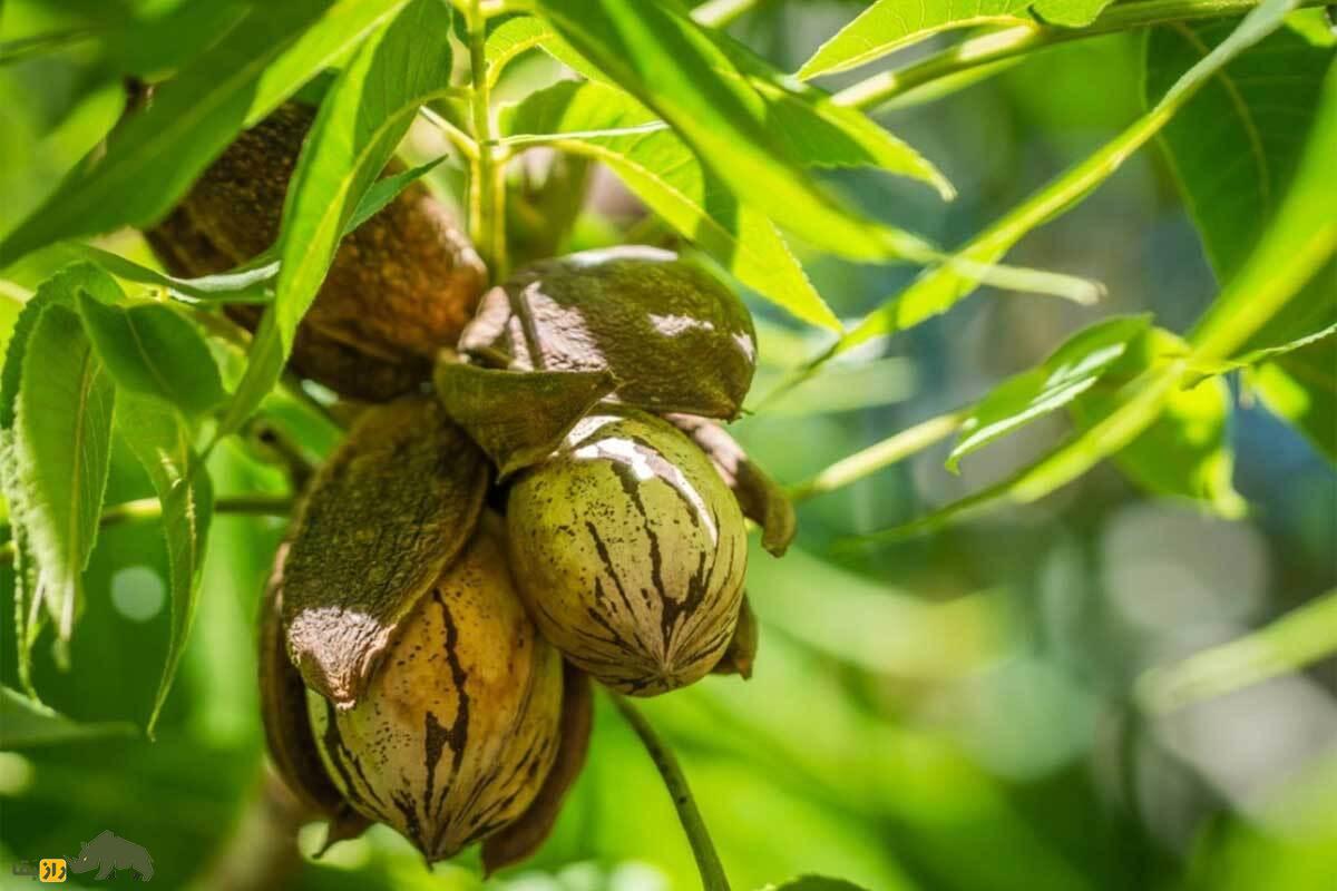 گردو آمریکایی یا پکان؛ طعم شیرین، مغز چرب و ارزش غذایی بالا | راهنمای کاشت، قیمت و کاربرد این آجیل محبوب در ایران