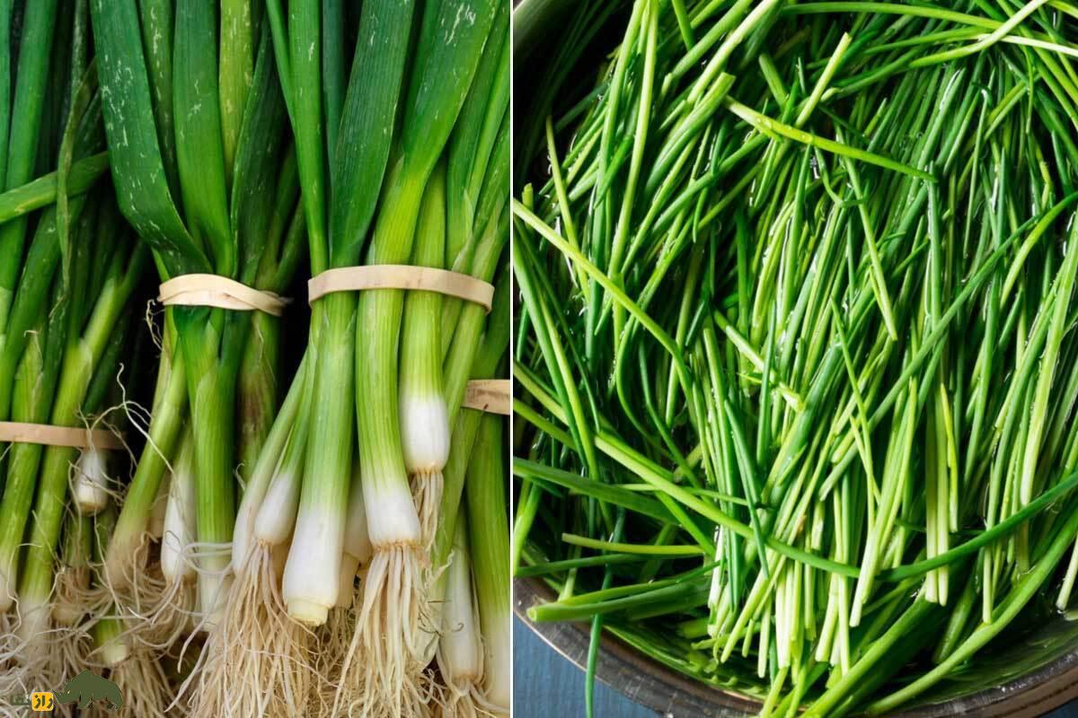 پیاز کوهی یا لمپوک؛ گران‌ترین سبزی ایران با برگ‌های خوش‌طعم و دارویی که در کوه‌های شرق ایران می‌روید و مردم سیستان و بلوچستان عاشق آن هستند