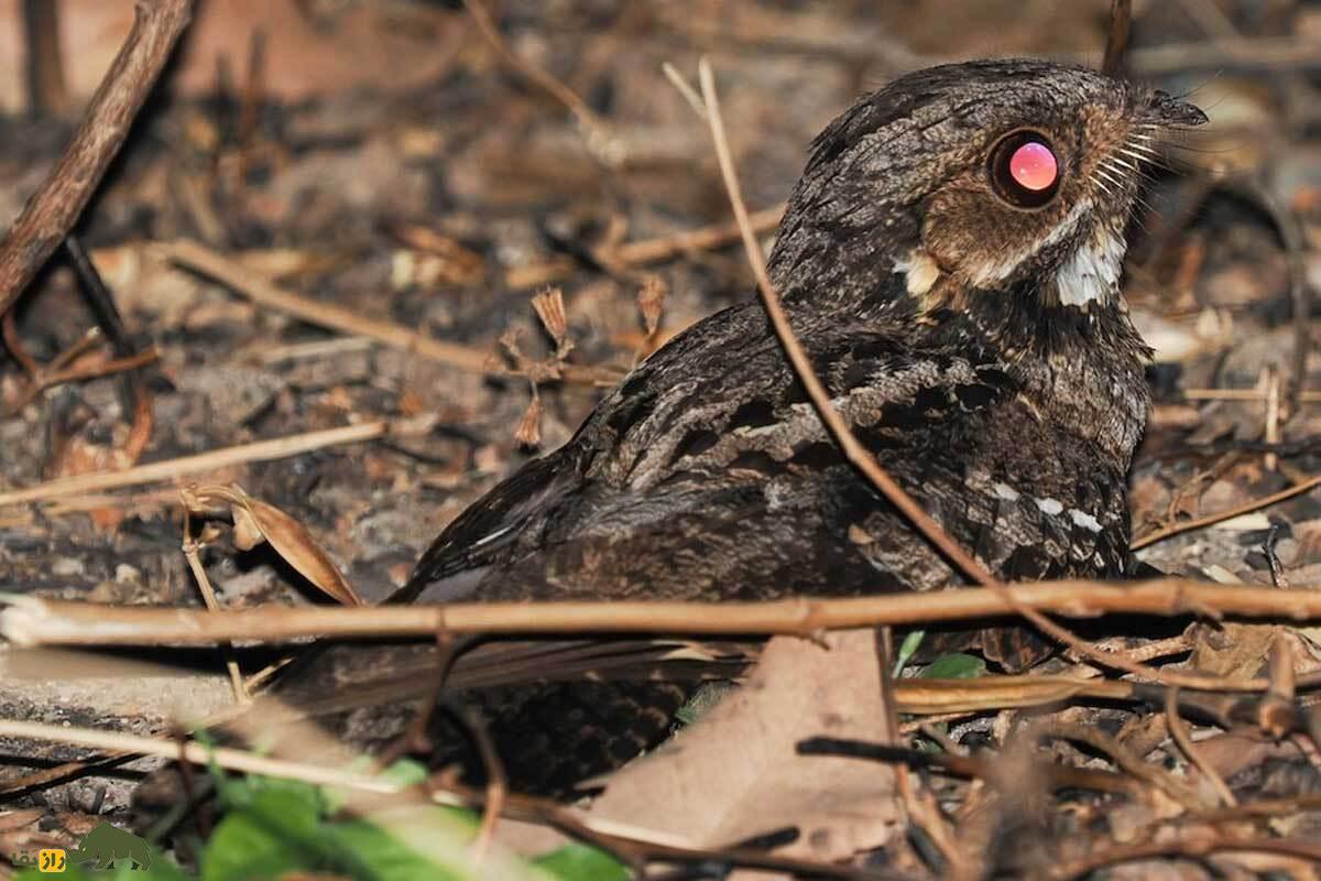 شبگرد‌ نمادین؛ پرنده‌ای شکارچی و مرموز که شب‌ها شیر بزها را می‌دزد و آوازی ترسناک دارد