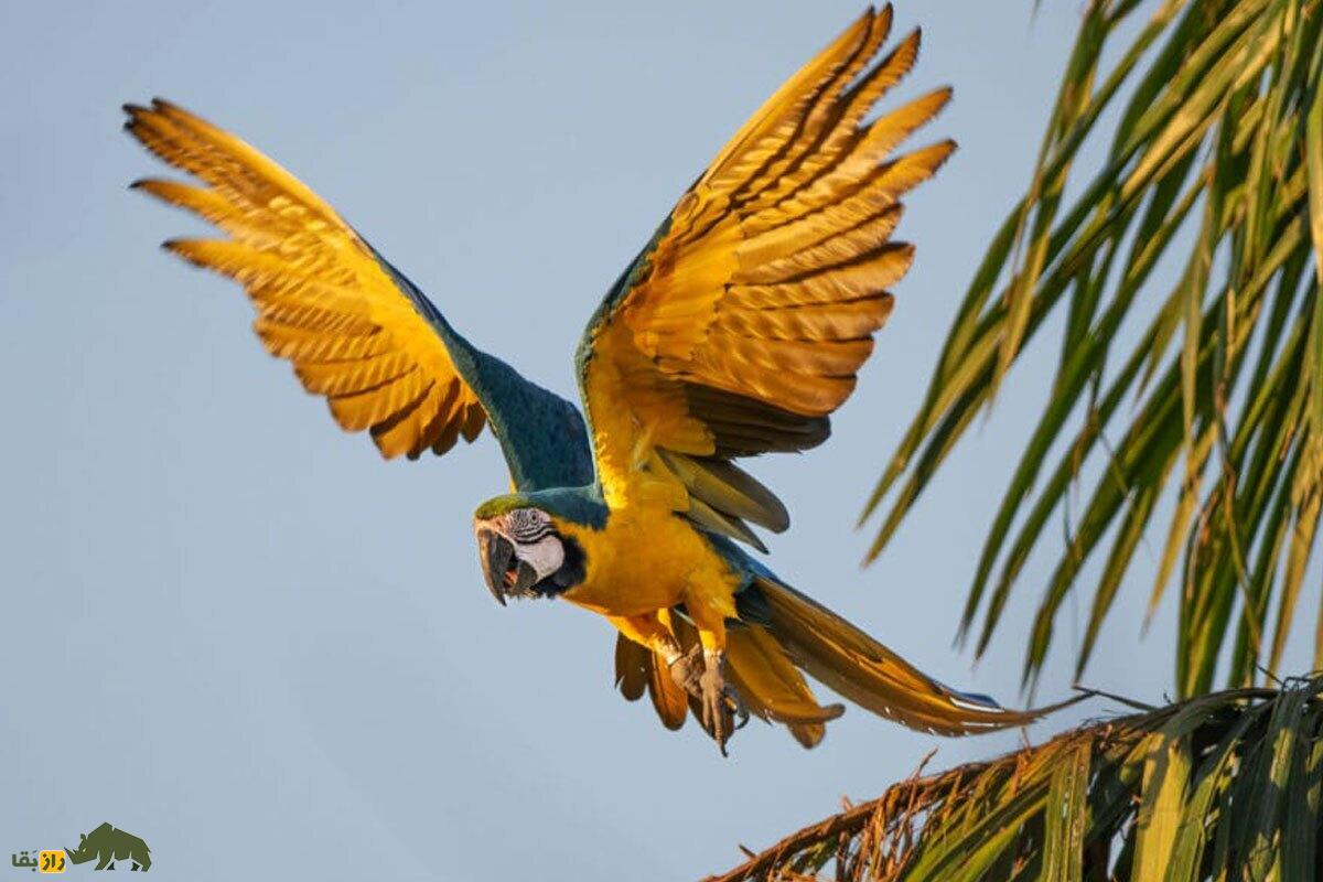 ماکائوی آبی‌وطلایی؛ پرنده‌ای با پرهای طلایی، صدایی بلند و هوش بالا که قابل پرورش در خانه است و بیش از ۱۰۰ میلیون تومان قیمت دارد