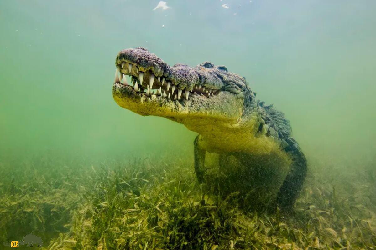 تمساح‌هایی که اقیانوس را فتح کردند؛ راز حضور تمساح‌های آب‌شور در سیشل چیست؟