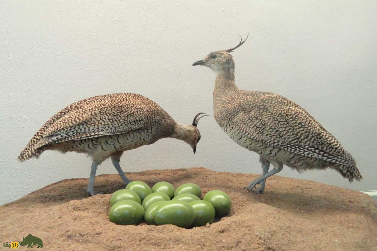 وُشم؛ پرنده اسرارآمیز آمریکای جنوبی که تخم‌هایش شبیه گوجه سبز است و جوجه‌ها را نر‌ها بزرگ می‌کنند