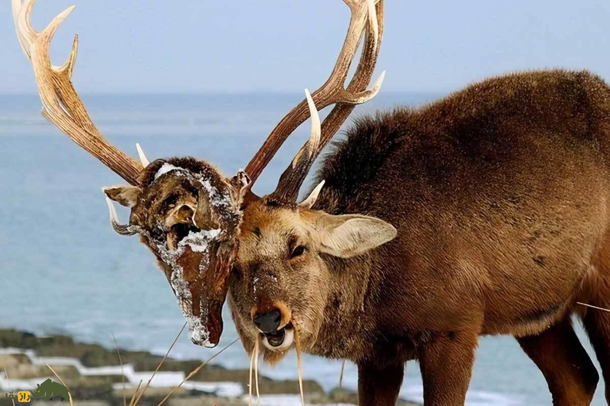 تصاویر گوزنی که سر رقیبش را کند و سال‌ها روی شاخش حمل کرد