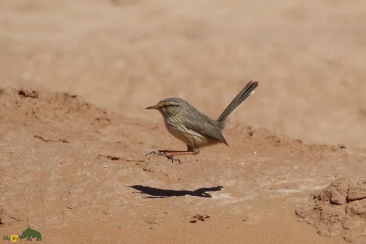 سسک جنبان؛ پرنده‌ای کوچک و پر جنب‌وجوش که آوازی خاص دارد و در سخت‌ترین شرایط هم زنده می‌ماند!
