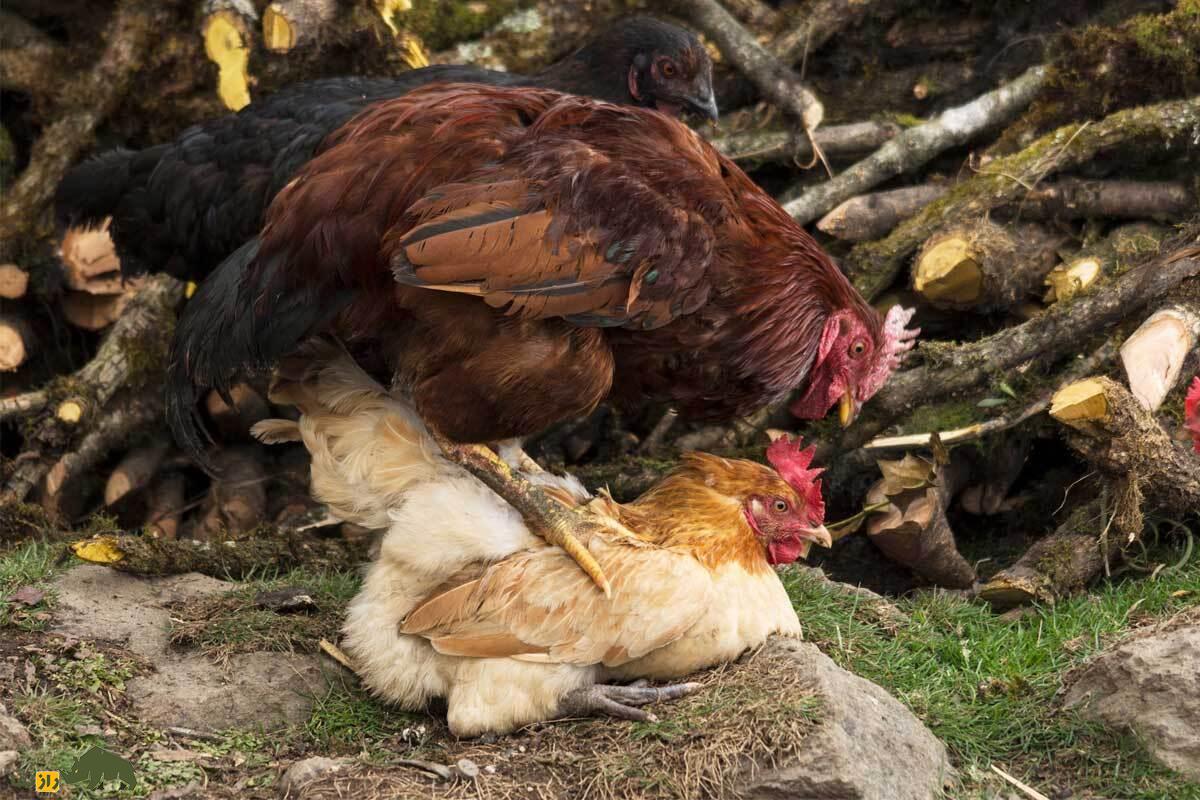 هر خروس روزانه با چند مرغ جفت‌گیری می‌کند و اگر تعداشان مناسب نباشد چه می‌شود؟ از کاهش تخم نطفه‌دار، ریزش پر، زخم شدن مرغ‌ها و کاهش قوای جنسی خروس‌ها