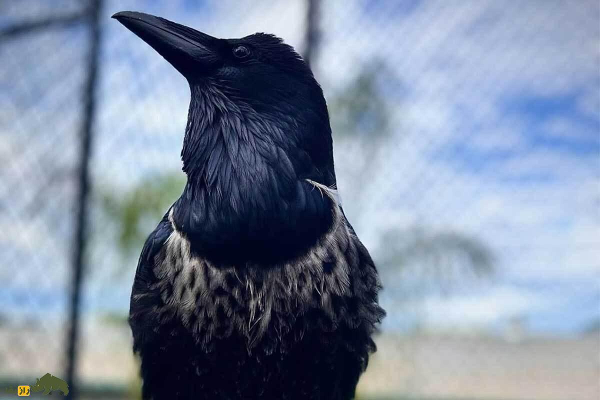 کِرِیوِن؛ موجود نادر حاصل جفت‌گیری کلاغ نر با زاغ ماده با پر‌های نیمه‌سیاه و نیمه‌خاکستری و صدایی ترکیبی از کلاغ و زاغ که بسیار باهوش است