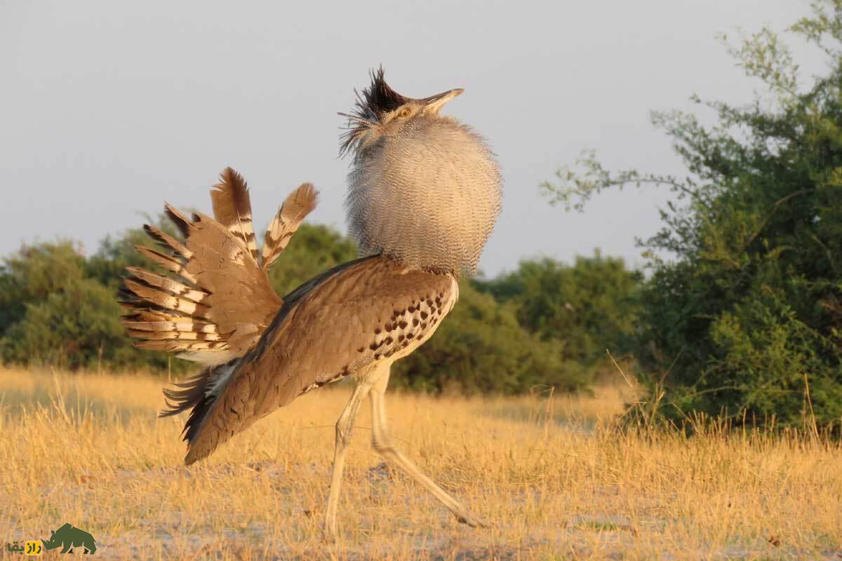 هوبره؛ پرنده درحال انقراض و نماد یزد که به بمب‌انداز بیابان‌های ایران معروف است و با پرتاب مدفوع از خود دفاع می‌کند!