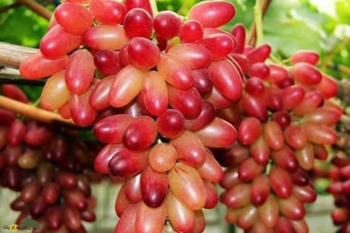 انگور مانیکور فینگر ژاپنی؛ انگوری لوکس با حبه‌های کشیده و طعم شیرین که کاشت آن در ایران بسیار اقتصادی و بازارپسند است