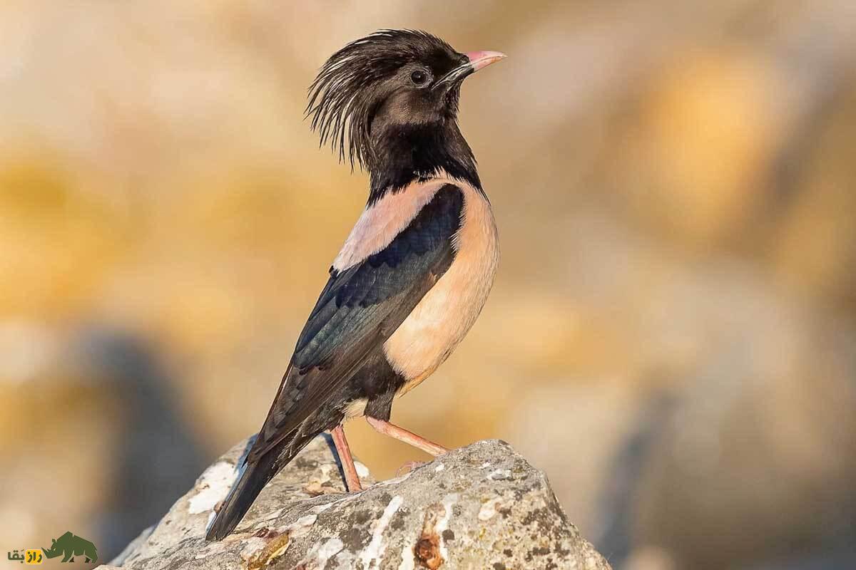 سار صورتی؛ پرنده‌ای بی‌نظیر با کاکل بلند و رنگ صورتی خیره‌کننده که در دشت‌های ایران دیده می‌شود و نقش مهمی در کنترل حشرات دارد
