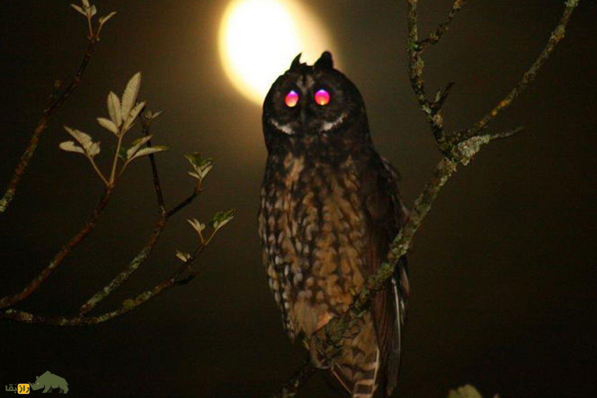 جغد استیجیان؛ ترسناک‌ترین جغد دنیا معروف به «جغد شیطانی» که چشمانی قرمز دارد و خفاش‌ها را در حال پرواز شکار می‌کند