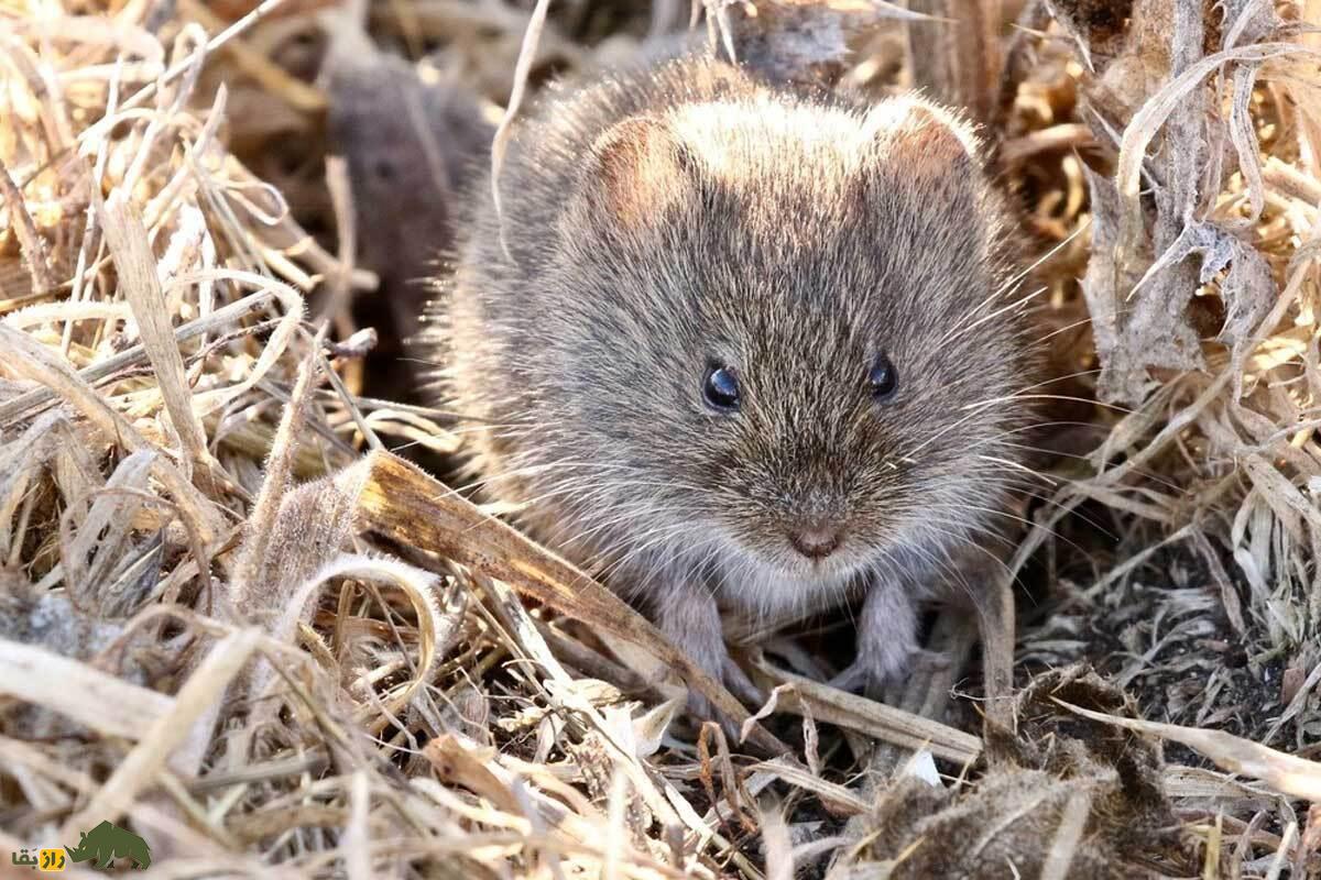 ول قزوینی؛ موش کوچکی که در تمام دنیا فقط در بوئین زهرا و سقز کردستان زندگی می‌کند و رو به انقراض است
