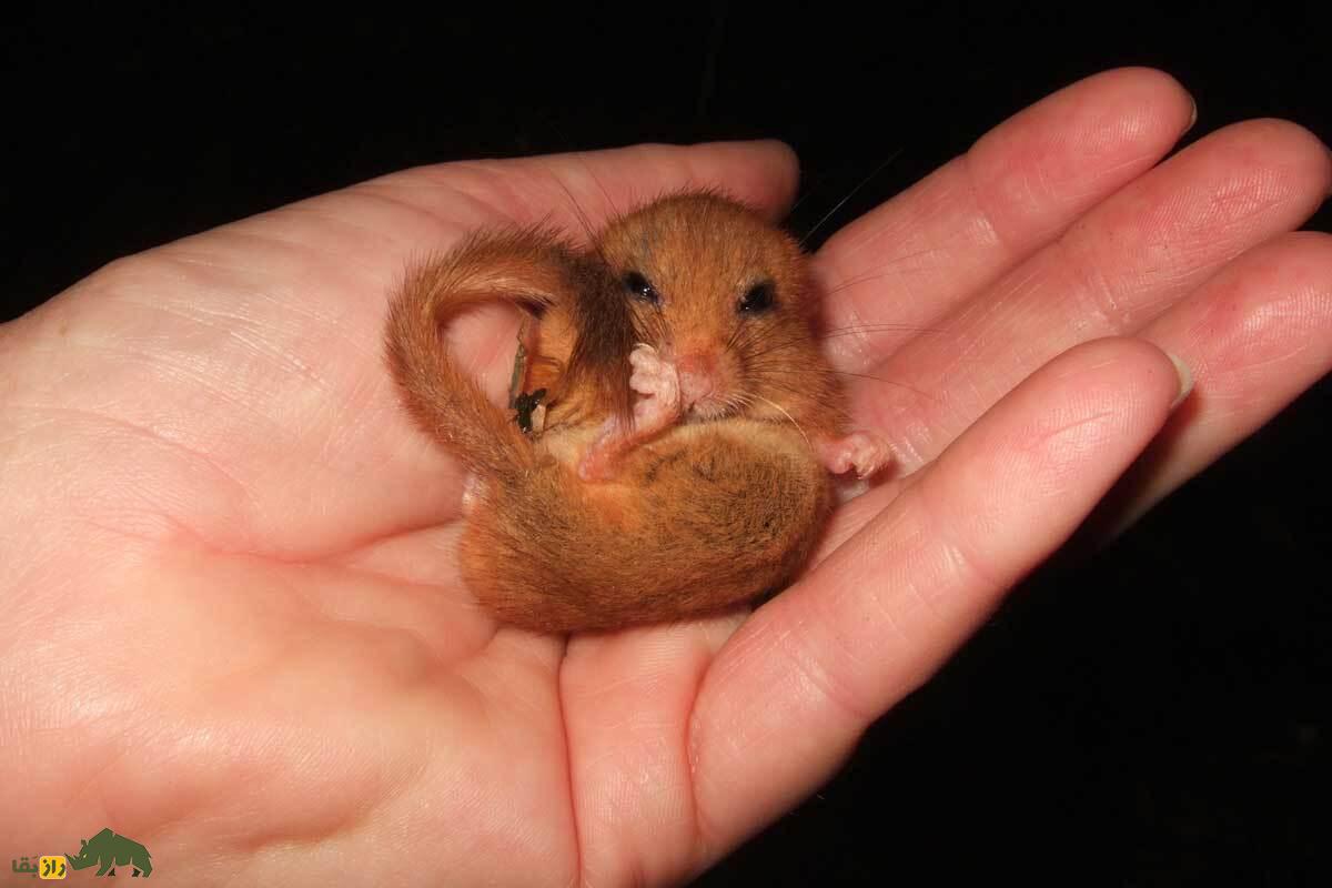 سنجابک دم‌موشی ایرانی؛ موجود کوچک و پرجنب‌وجوشی که شب‌ها فعال می‌شود و با دم بلند و حرکات سریعش حشرات را قتل‌عام می‌کند