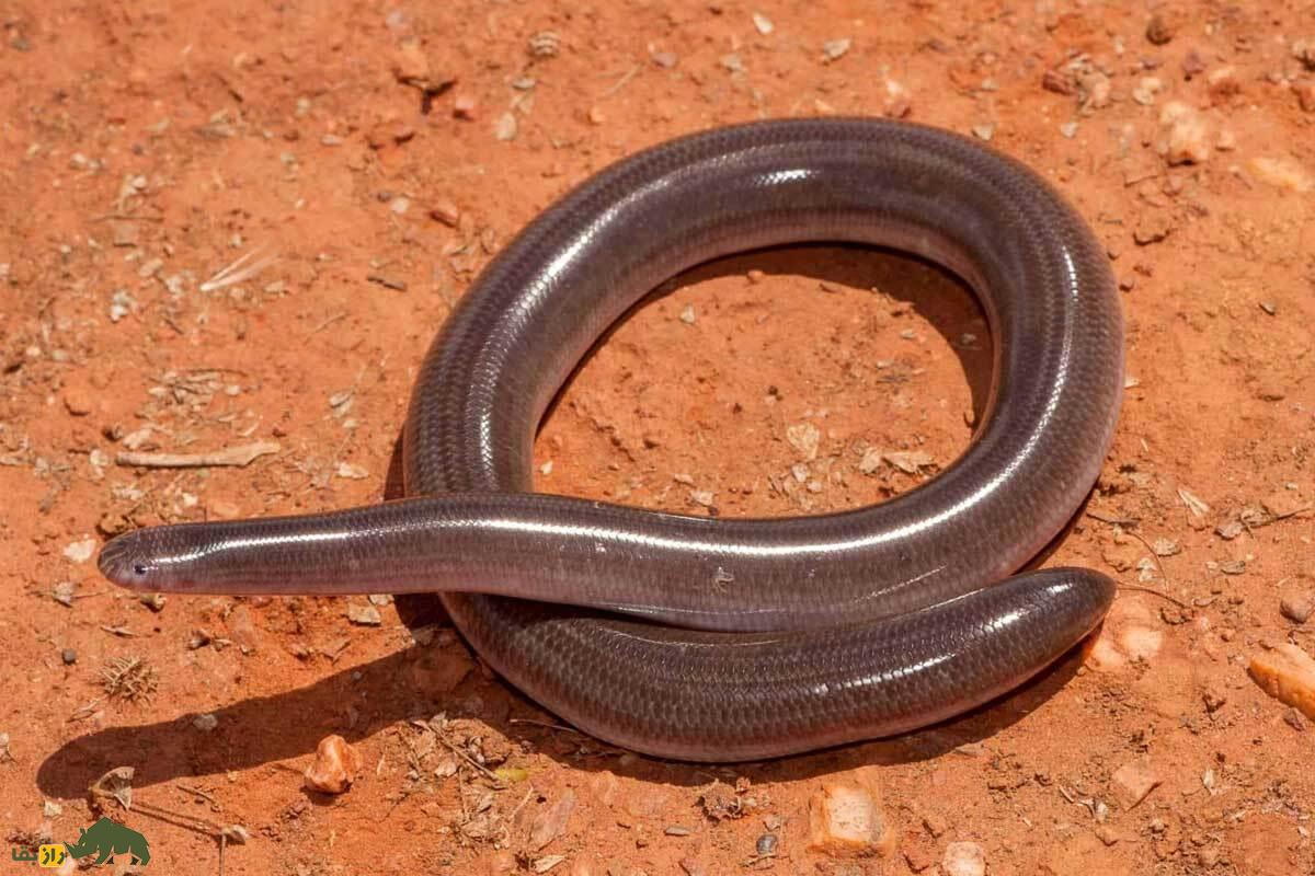 کرمک‌مار ایرانی؛ مار کوچک خاکی که در سکوت زیر زمین زندگی می‌کند و نقش حیاتی در کنترل حشرات و تعادل طبیعت ایران دارد