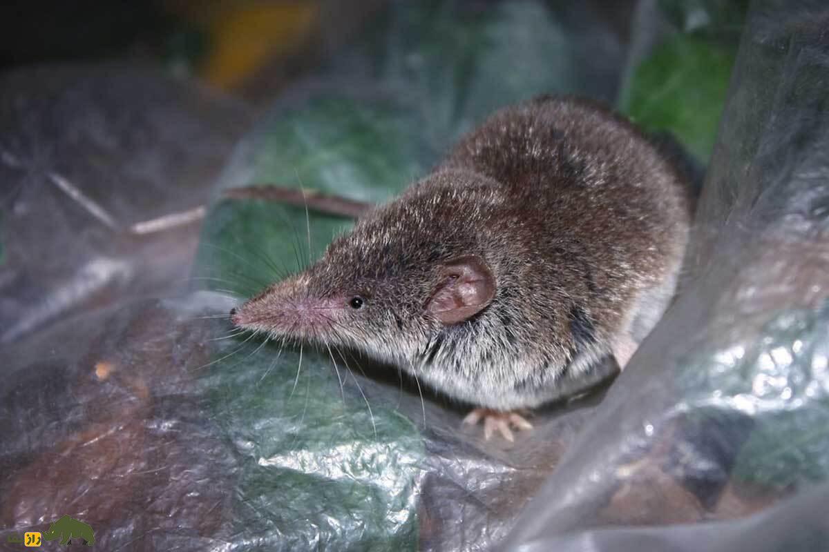 حشره‌خوار شوش؛ جانوری که هیچ‌کس حواسش به او نیست؛ قصه‌ی تلخ یک ساکن فراموش‌شده‌ی ایران که همیشه گرسنه است