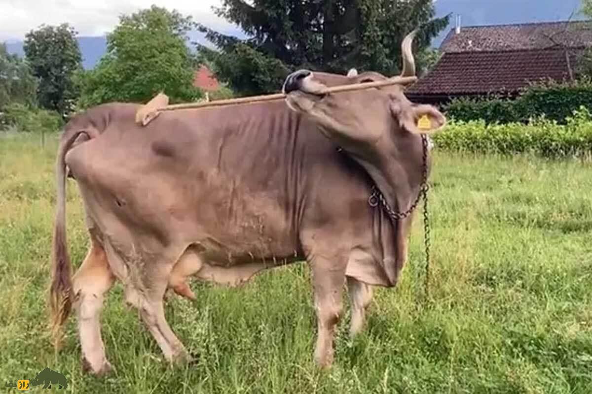 ورونیکا، گاو خانگی که با جارو خودش را می‌خاراند؛ اولین مورد مستند استفاده گاو از ابزار ثبت شد