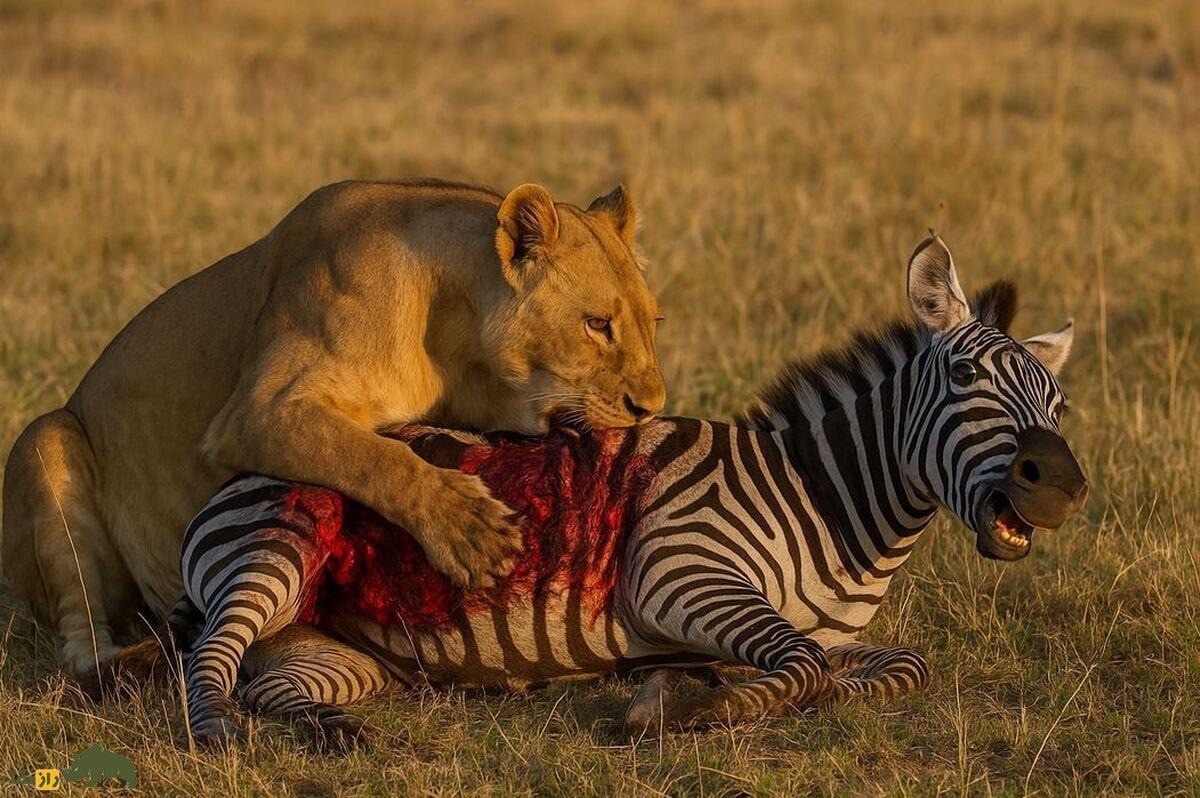 لحظه‌ی دیدنی از لگد محکم گورخر به صورت شیر