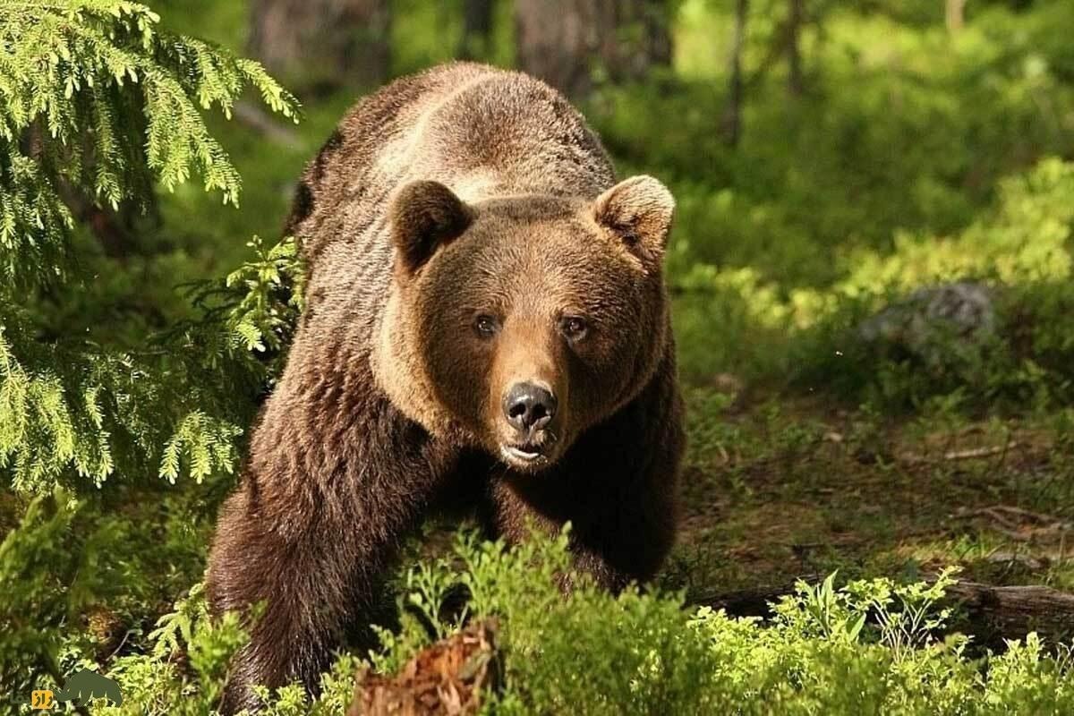 صحنه عجیب شکار بچه گوزن شمالی توسط خرس قهوه‌ای گرسنه