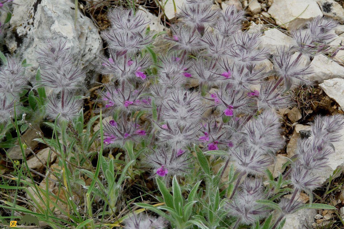 عجیب‌ترین گیاهان دارویی ایران؛ از لولوپشمی تا گیاه پای خر | معرفی و خواص گیاهان دارویی عجیب ایران