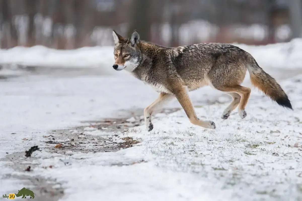 فیلمی +۱۴ از گرگی که گردن قو را جدا کرده و با خود حمل می‌کند