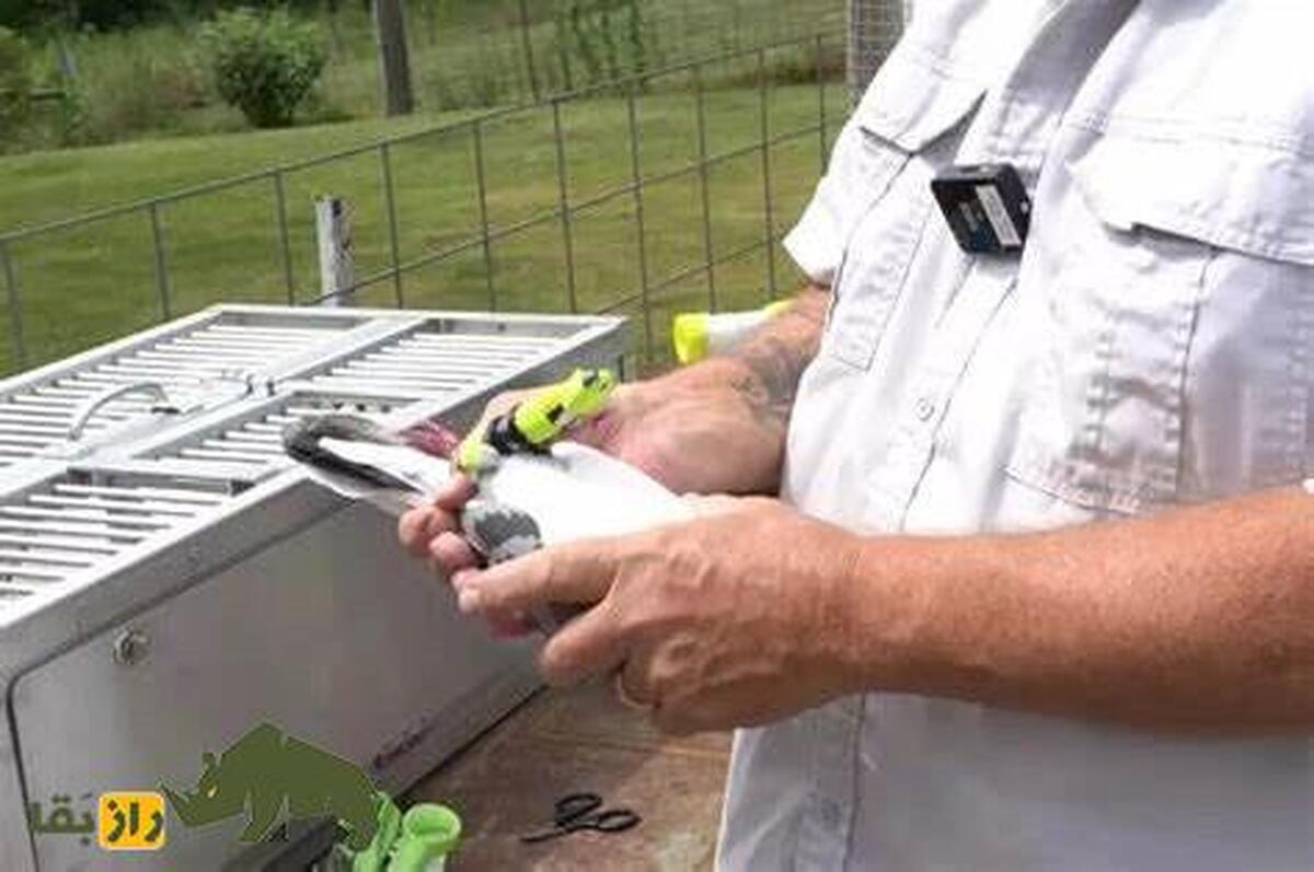 (تصاویر) تلف شدن بیش از ۳۰ هزارکبوتر نامه‌بر انگلستان که در روزنامه‌های ایران نیز منتشر شد