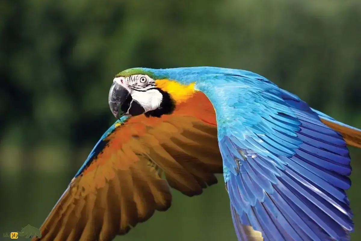 بهترین پرندگان خانگی؛ معرفی ۸ گونه از بهترین و آرام‌ترین پرندگان برای نگه‌داری در خانه و آپارتمان