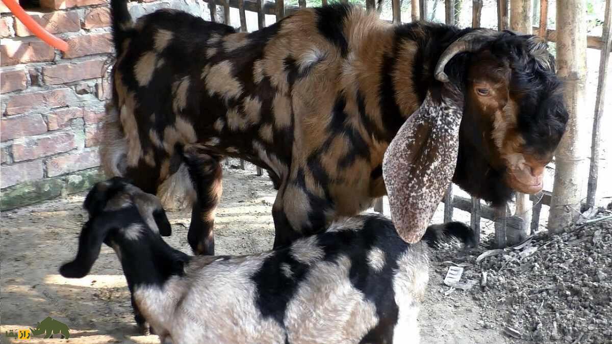 ویدئو؛ نژاد جدیدی از بُز ایرانی که تا ۱۵۰ کیلو وزن دارد و هم قد یک الاغ است و مو ندارد