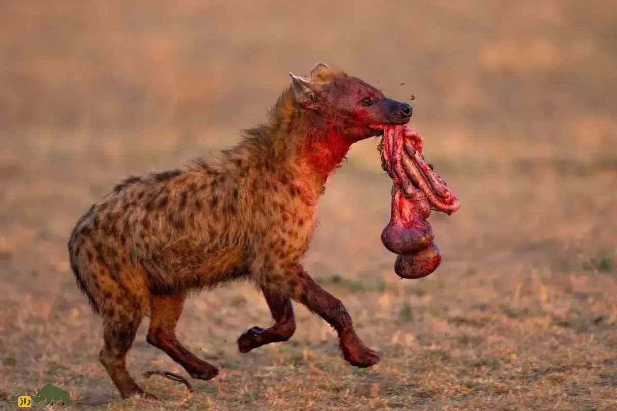 صحنه‌ای وحشتناک از بوفالویی که برای فرار از دست کفتار گرسنه دُم خود را از دست داد