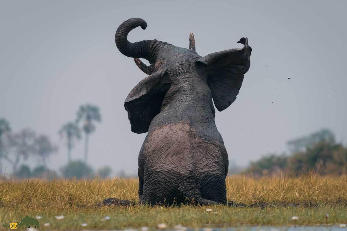 قدرت ویرانگر فیل را ببینید؛ فیل نر وحشی یک درخت غول‌پیکر را از ریشه درآورد!