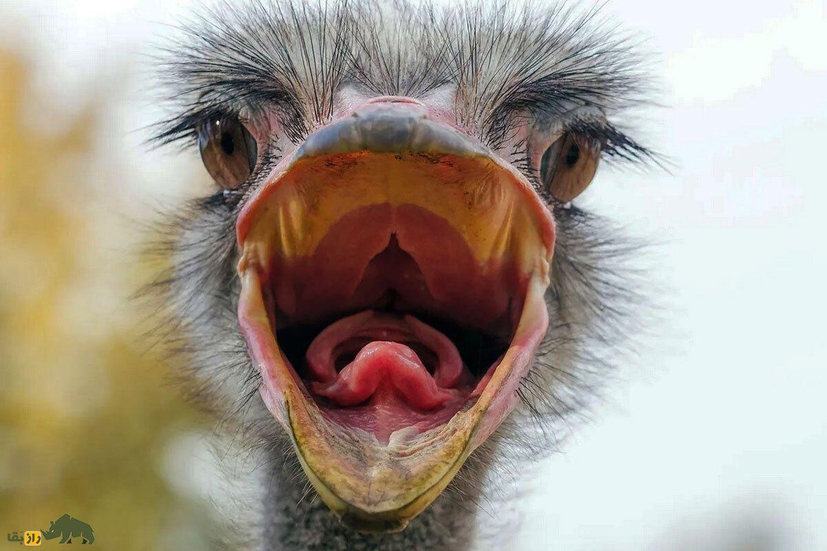 آیا شترمرغ‌ها واقعا موقع خطر سر خود را در شن فرو می‌برند؟