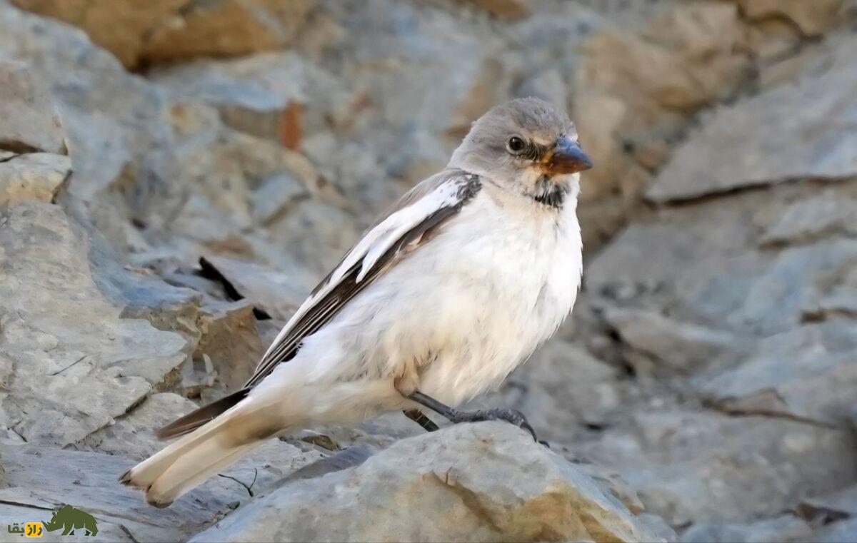 گنجشک برفی؛ عجیب‌ترین گنجشگ دنیا که در کوه‌های ایران زندگی می‌کند و منقارش در زمان جوجه‌آوری تغییر رنگ می‌دهد!