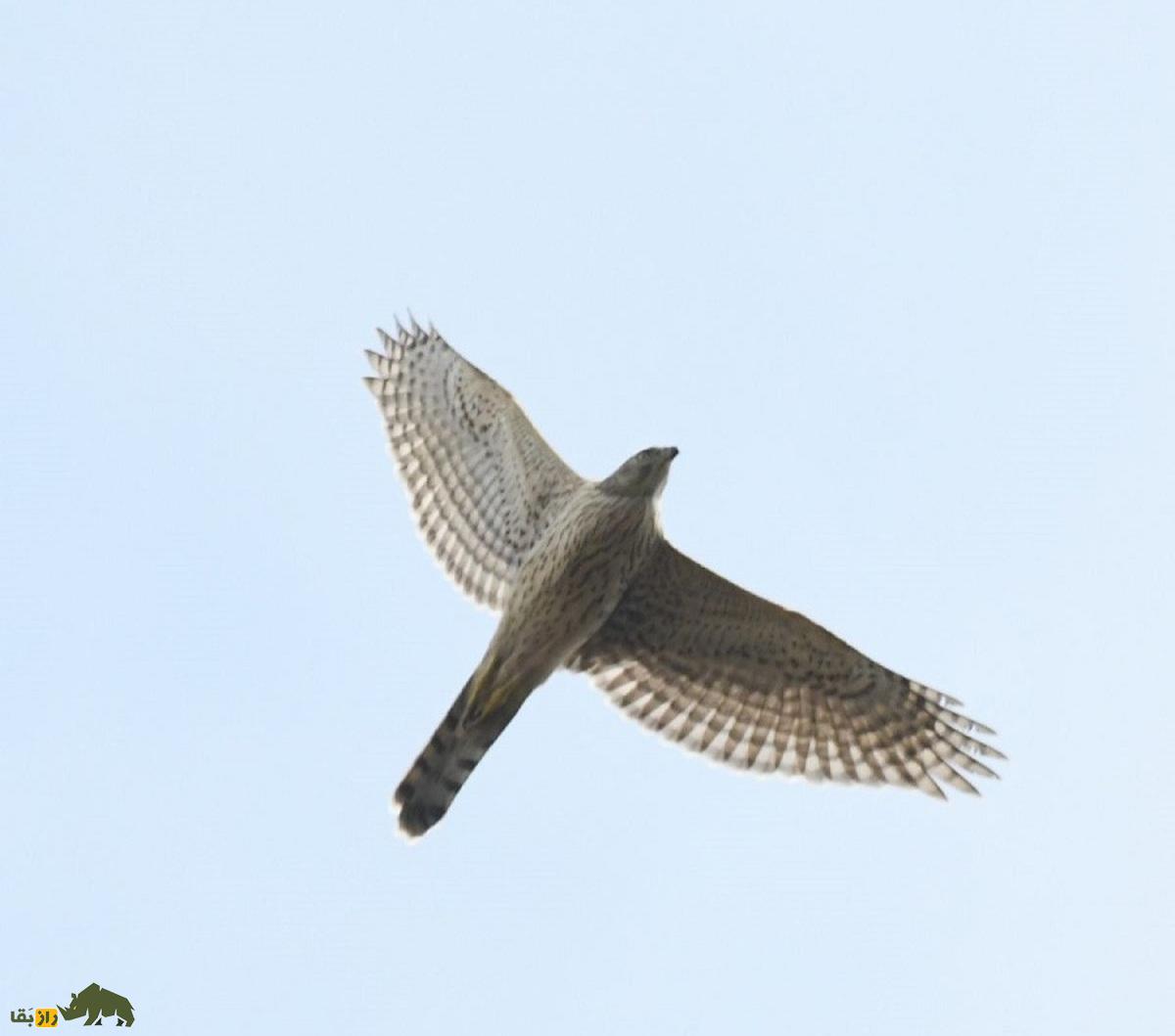 طرلان؛ کم‌یاب‌ترین پرنده‌شکاری دنیا که در ایران زندگی می‌کند و ماده دوبرابر جنس نَر است