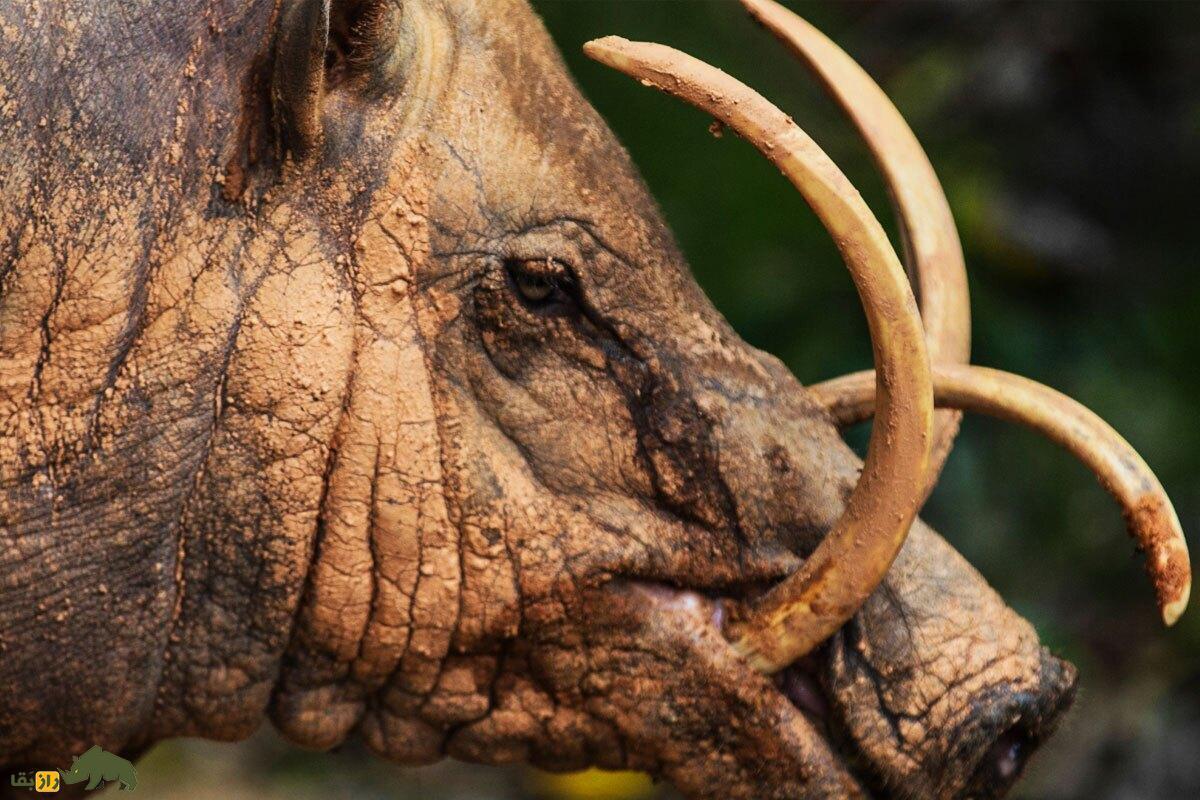 فیلمی جذاب از خوک‌آهوی توگیان؛ خوک کمیاب با ظاهر ترسناک و آخرالزمانی که پوستی بی‌مو دارد و دندان‌هایش باعث مرگش می‌شود