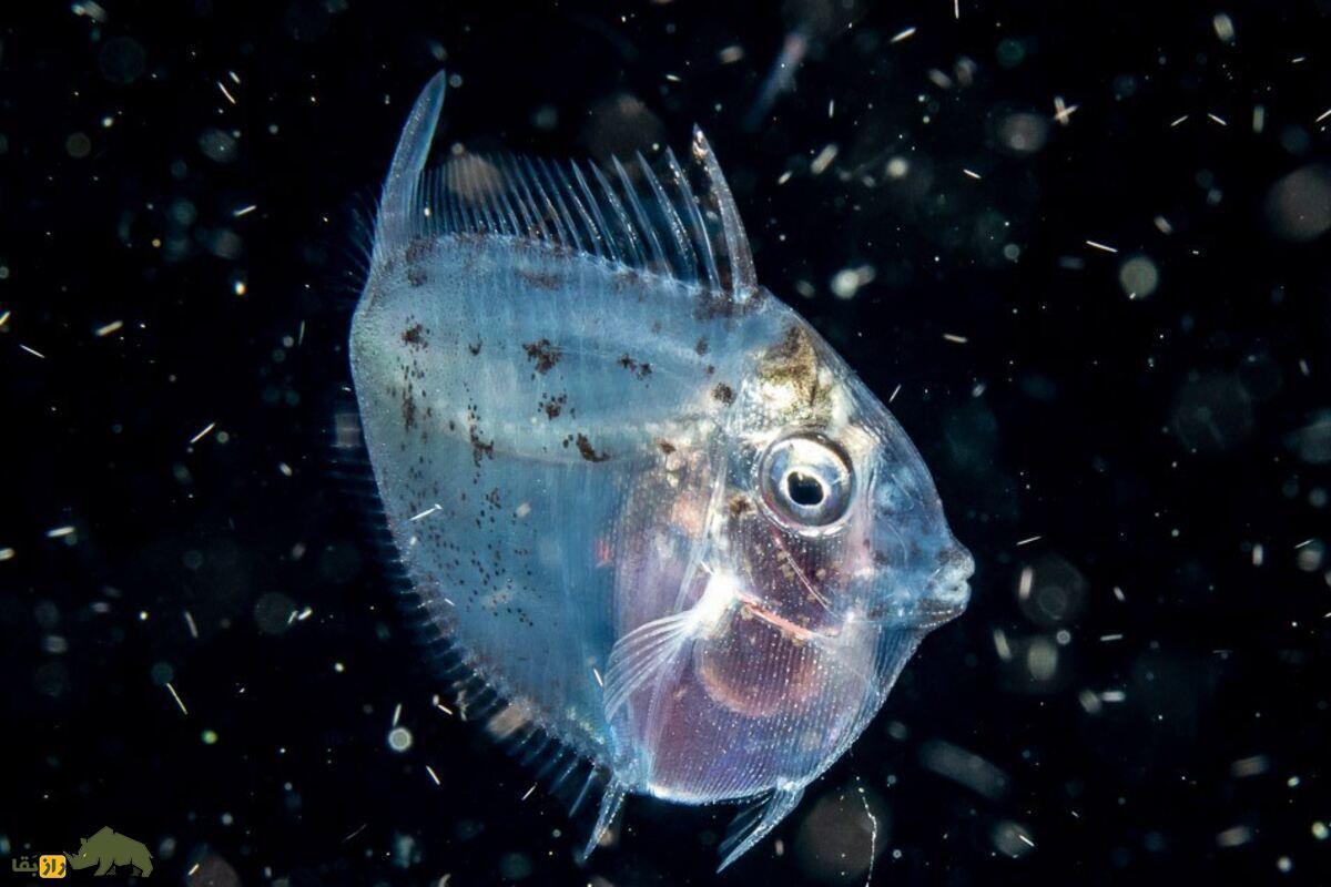 ماه‌ماهی؛ تنها ماهی خون‌گرم دنیا که دمای بدنش همیشه ۵ درجه بیش‌تر از آب اقیانوس اطراف او است