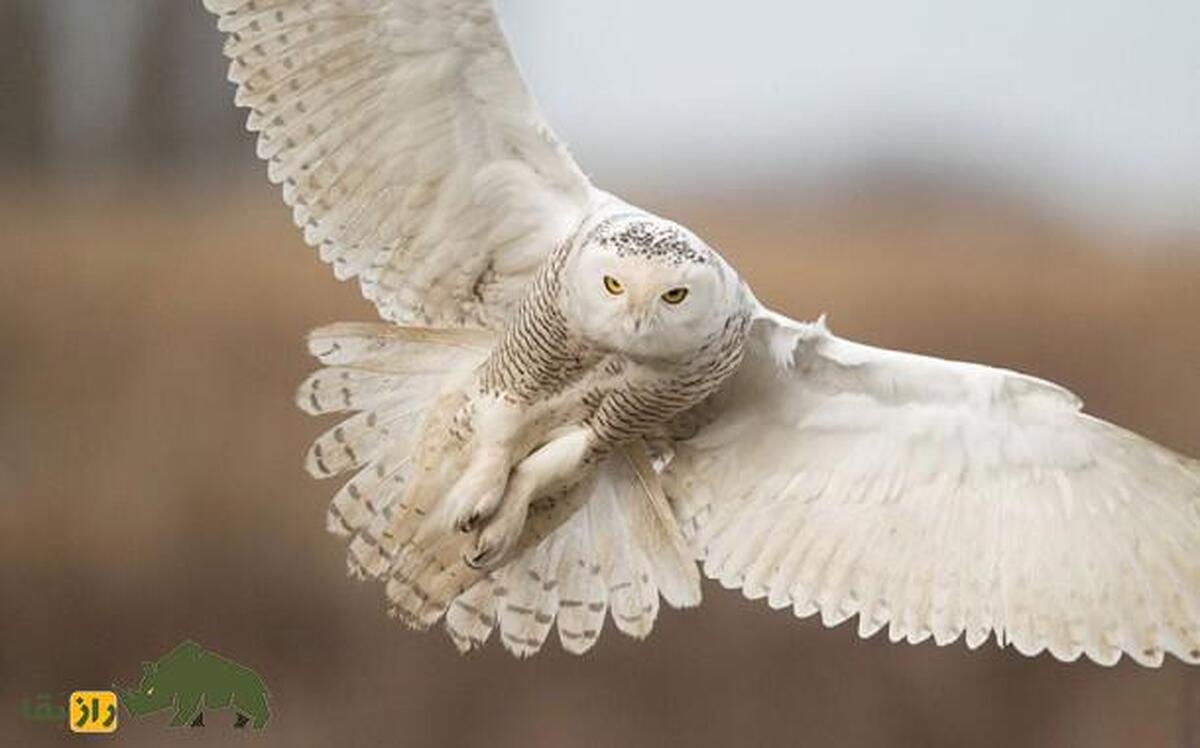 فیلمی جذاب از مبارزه جغد بزرگ برفی با گله گرگ‌ها برای نجات جوجه‌هایش