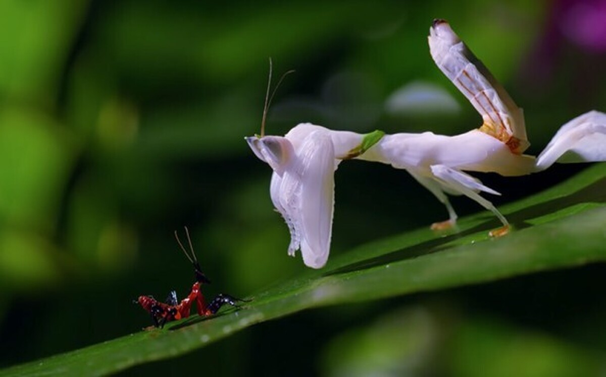 فیلمی حیرت‌انگیز از مبارزه مانتیس کونگ‌فو کار با عنکبوت؛ مانتیس کونگ‌فو کار توسط هم‌نوع خودش خورده شد