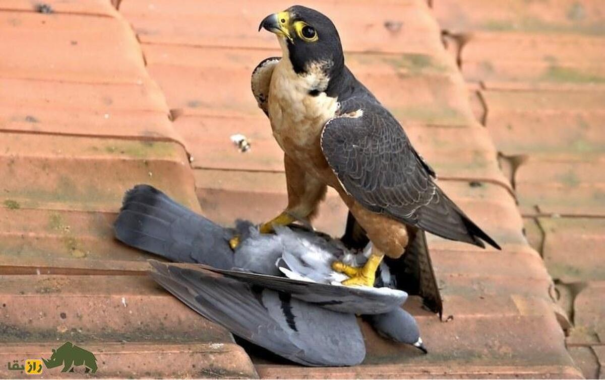 فیلمی جذاب از قوشی که در آسمان دُبی به شکار کبوتر‌ها مشغول است