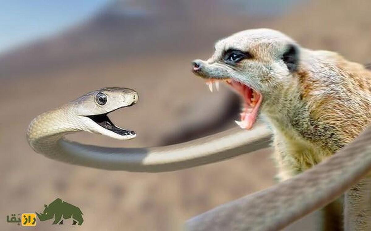 فیلمی حیرت‌انگیز از مبارزه قاقم و مامبای سیاه؛ قاقم توانست مار را شکست دهد