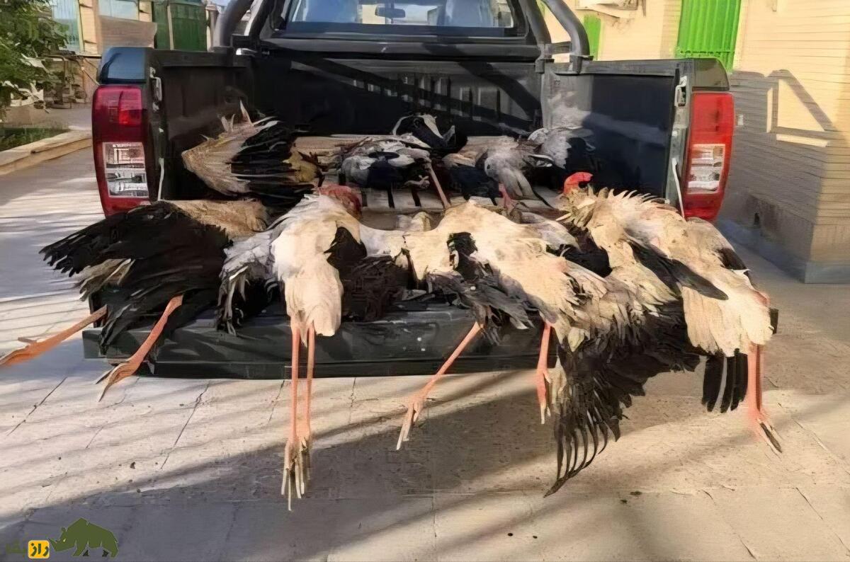 کشف ۹ قطعه لک‌لک شکارشده در تالاب شادگان