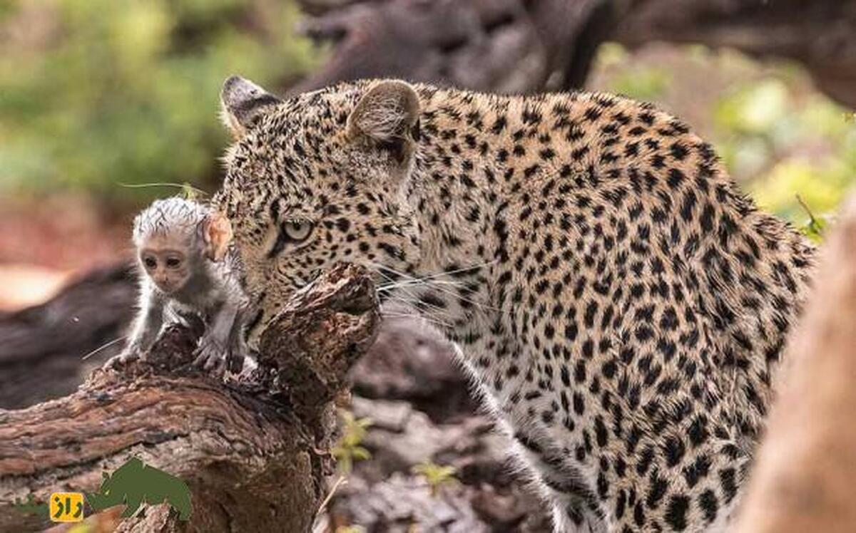 اعجاب‌انگیز‌ترین مستند حیات وحش؛ پلنگی که بابون درحال زایمان را شکار کرد، شکار خود را رها کرده و سرپرستی بچه بابون را به عهده گرفت