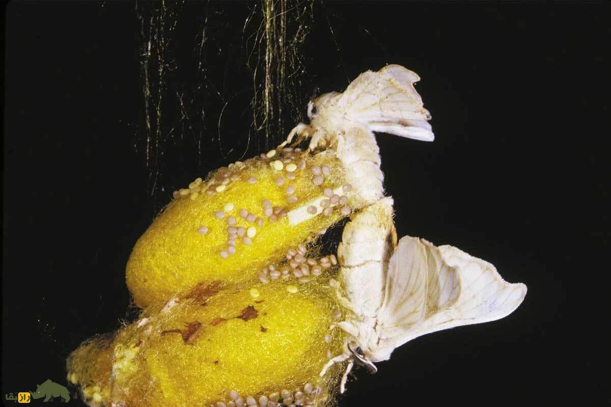 سوپراَبریشم؛ ماده‌ای قوی‌تر از فولاد که از دل مهندسی ژنتیک متولد شد