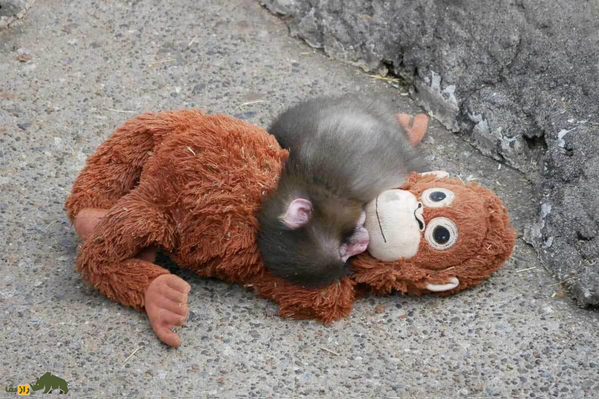 پانچ؛ رازهای زندگی بچه‌میمون ژاپنی که پس از رها شدن توسط مادر، به یک عروسک وابسته شد!