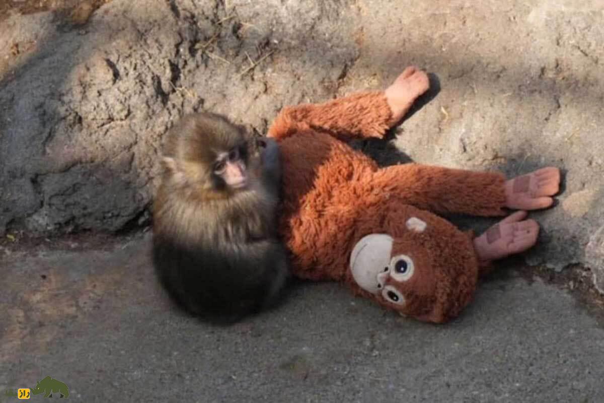 داستان تلخ «پانچ»؛ بچه‌میمون ژاپنی که پس از رها شدن توسط مادرش به یک عروسک دل بست!