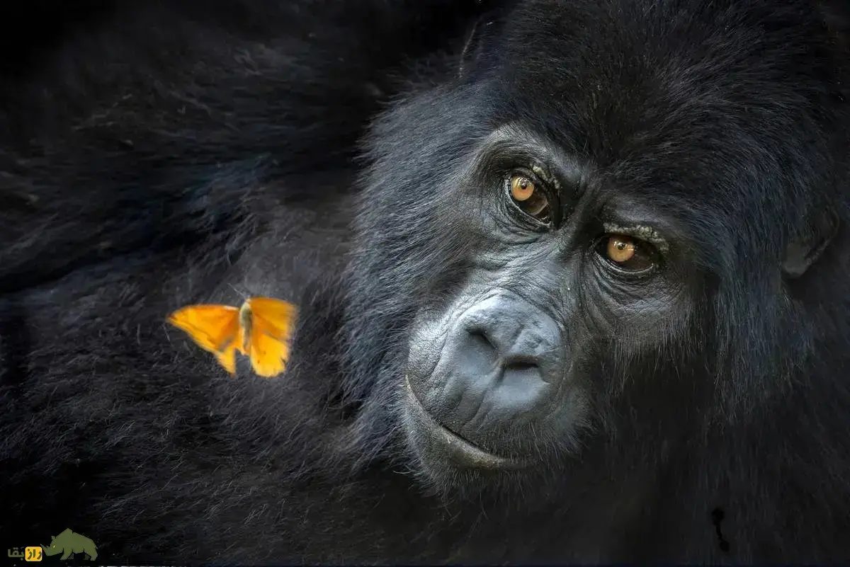 گالری تصاویر؛ برندگان مسابقه عکاسی طبیعت جهان در سال ۲۰۲۶