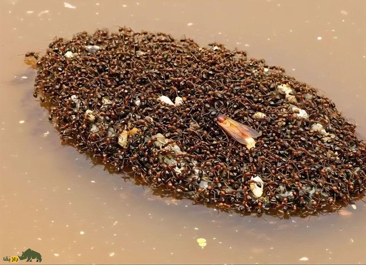 مورچه‌های قایق‌ساز؛ مورچه‌هایی که برای جابجایی با بدن خود قایق می‌سازند و هفته‌ها روی آب سفر می‌کنند
