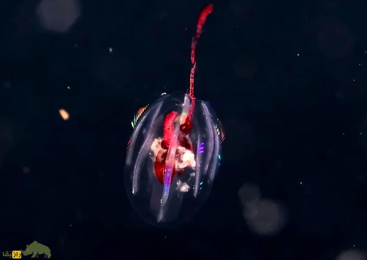 تصاویری از موجوداتی با ظاهری شبیه به موجودات فضایی که قبل از دایناسور‌ها روی زمین وجود داشته و هنوز نیز وجود دارند