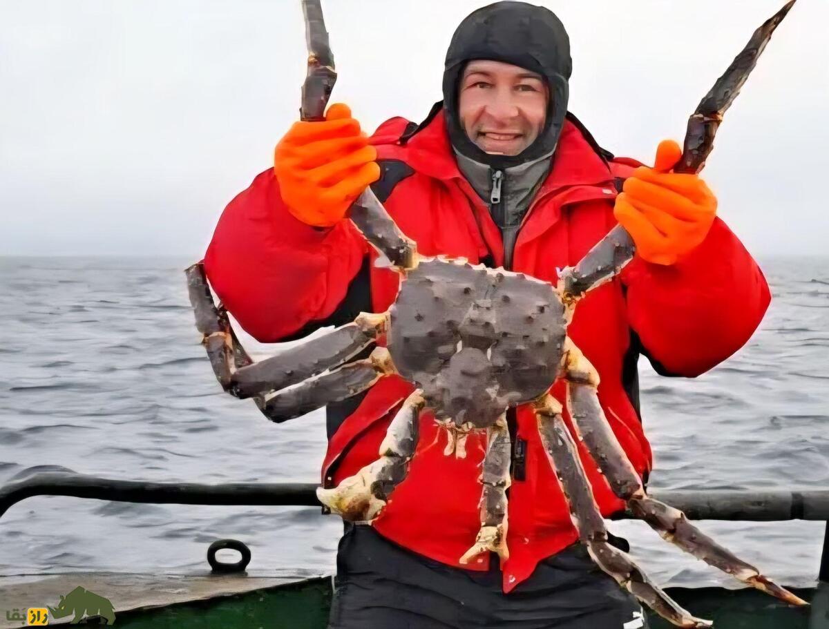 شاه خرچنگ قرمز؛ بزرگ‌ترین خرچنگ دنیا که تا ۱۰ کیلوگرم وزن دارد