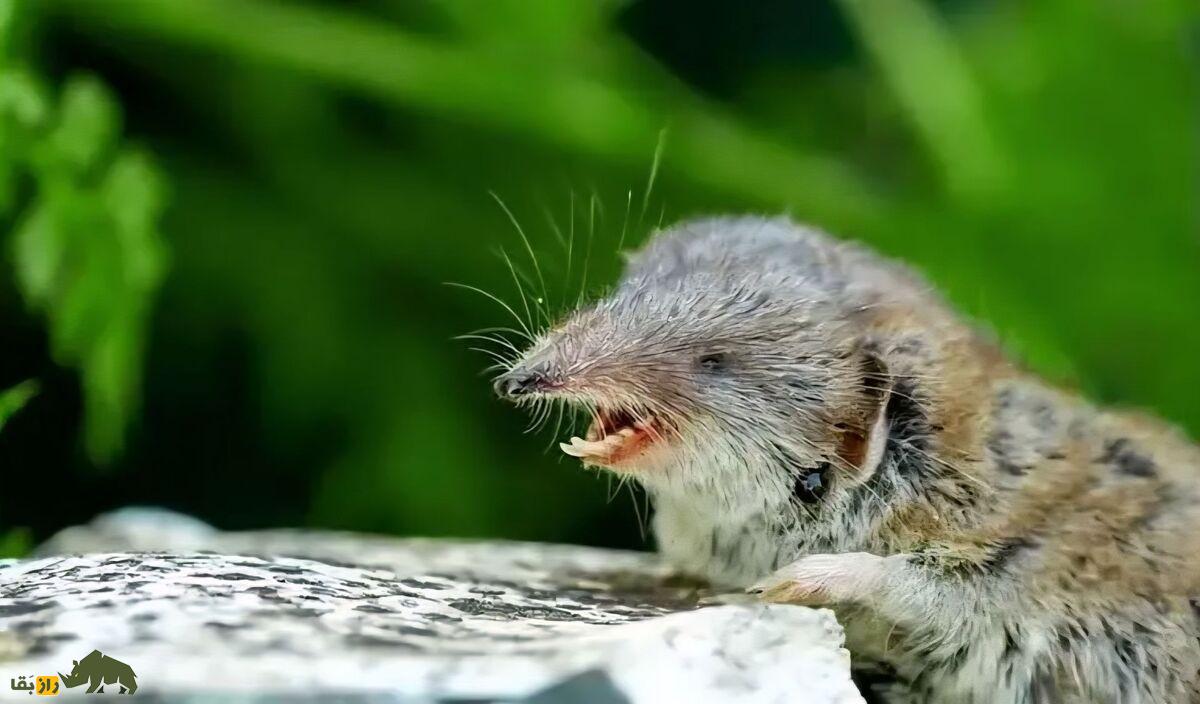 حشره‌خوار مینیاتوری؛ کوچک‌ترین حشره‌خوار دنیا با وزن حدود ۳ گرم کشف شد