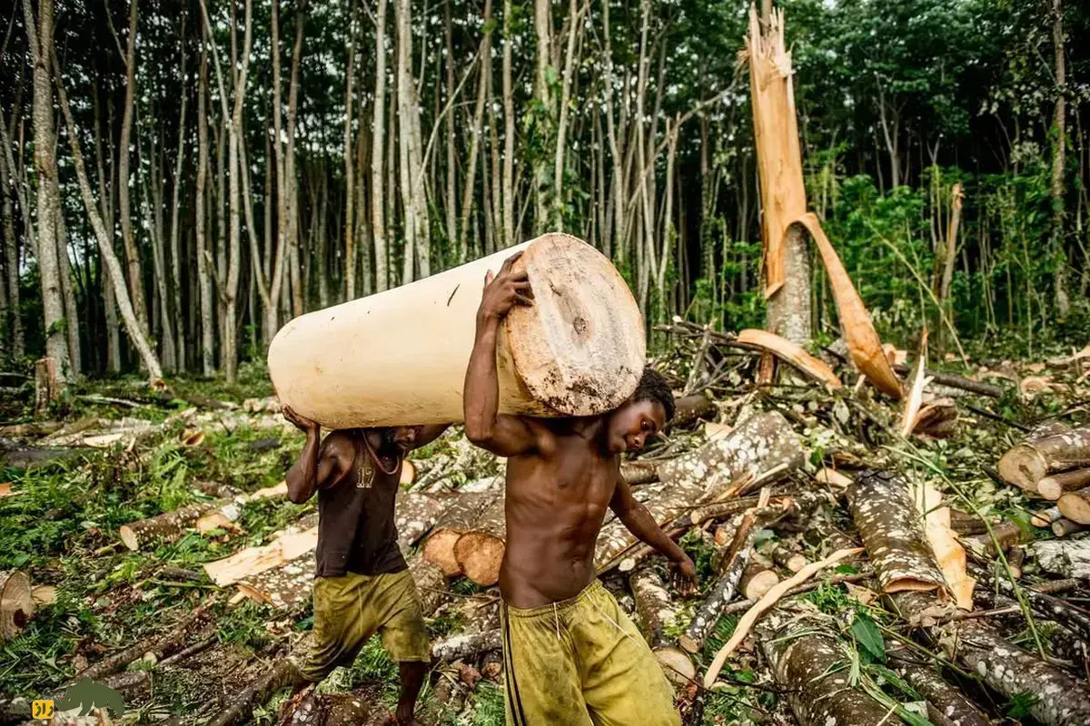 فیلمی جذاب از بومیان تایلند که به صورت سنتی و با مواد کاملا طبیعی برای خود خانه می‌سازند